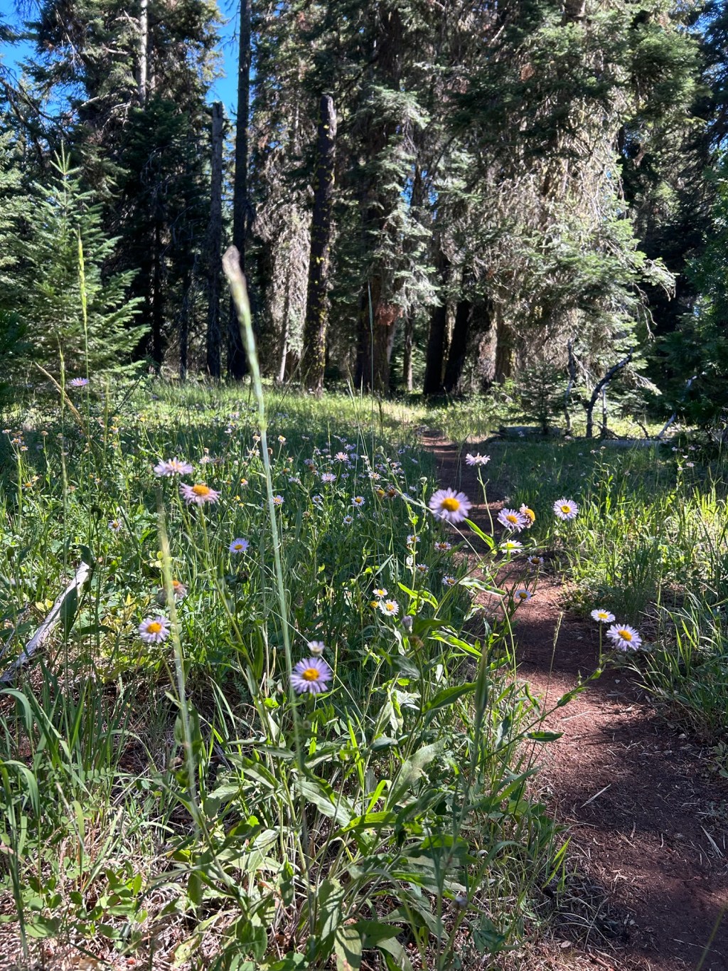 Magic on the PCT Days 108-110